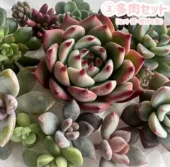 ③多肉セット　カット苗＆根付き苗　多肉植物