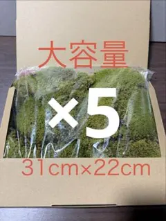 スナゴケ 砂苔 送料込み 天然 40㎝✖︎30㎝ - メルカリ