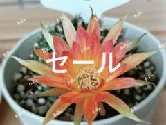 みー❀✼❅様 リクエスト 2点 まとめ商品