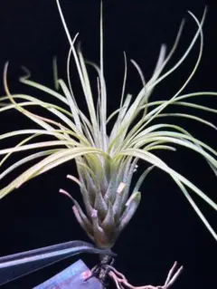 2025年最新】フンキアナの人気アイテム - メルカリ