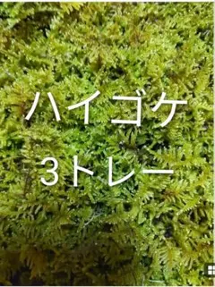 スナゴケ 3トレー コケ 苔 苔リウム 苔テラリウム こけ - メルカリ