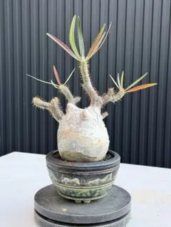 2026年最新】現地球 グラキリスの人気アイテム - メルカリ