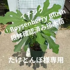 １苗限定 自家果実確認済 イチジク Boysenberry Blush 接木苗 1苗限定 自家果実確認済 イチジク Boysenberry Blush 接木苗