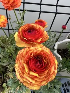 きすけ様 リクエスト 3点 まとめ商品