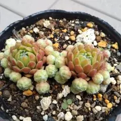 琴姫様 リクエスト 2点 まとめ商品