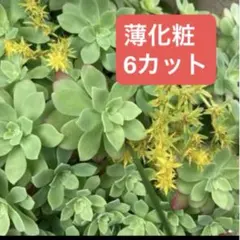多肉植物✳︎ 薄化粧6カット苗