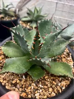 2025年最新】パラサナの人気アイテム - メルカリ