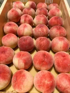 山梨県産桃！朝採り！農家直送！のサムネイル