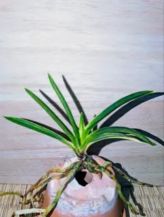 【♪暑中御見舞商品♪】富貴蘭　木瀬羆のサムネイル