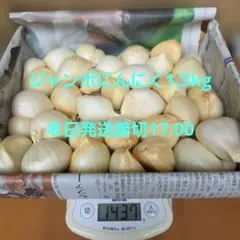 じいじのまごころ野菜… ジャンボにんにく1.3kg ➆ コンパクトサイズ