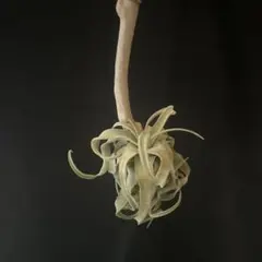 Tillandsia loliacea Compact Good Clone - メルカリ