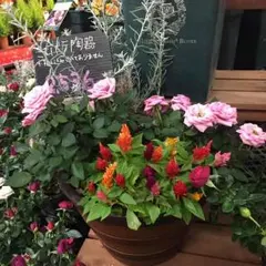 a様専用ジョーダン 新品タグ付き 帽子  1点のみ