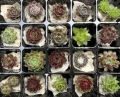 【センペルビウム】お名前付き20種セット⑦