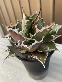 2026年最新】アリゾナアンビションの人気アイテム - メルカリ