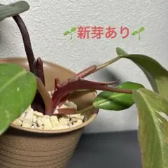 フィロデンドロン フロリダブロンズ 村長の直売所 - メルカリ
