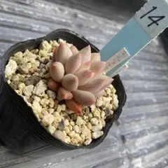 多肉植物 エンジェルフィンガー カット苗 - メルカリ