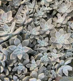 多肉植物朧月カット苗5個 - メルカリ