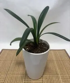 2026年最新】君子蘭の苗の人気アイテム - メルカリ