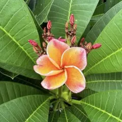 プルメリア Hawaii園芸品種 JL Banana Berry 苗木 プルメリア Hawaii園芸品種 JL Banana Berry 苗木 - メルカリ