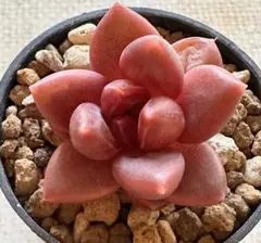 R*Y様 37016 新品種　あわあわ　エケベリア　多肉植物