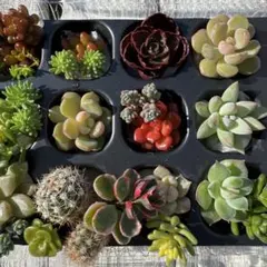 2025年最新】希少多肉植物の人気アイテム - メルカリ