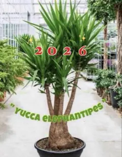 2025年最新】ユッカ 植物の人気アイテム - メルカリ