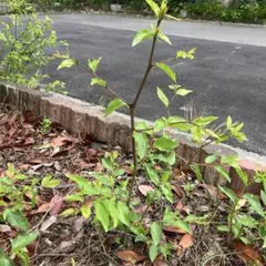 ナツメ　苗木のサムネイル