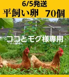 平飼い卵70個6/5常温発送ココとモグ様専用