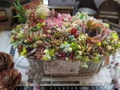 多肉植物 ♡そのまま飾れる寄せ植え♡3点セット♬.*゜ - メルカリ