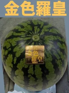 Naoki T様 リクエスト 2点 まとめ商品