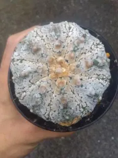 サボテン スーパーカブト 3株セット❗大株❗特白❗ ⑩ - メルカリ