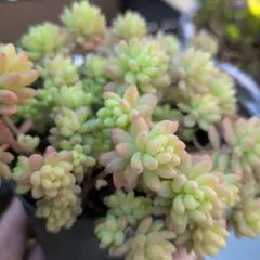 2026年最新】花団錦 多肉の人気アイテム - メルカリ