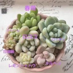 kame2様専用　カット苗セット　③ ① おまとめ　多肉植物　カット苗
