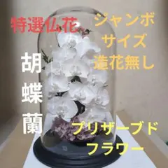 特選仏花 ジャンボサイズ 2点ドーム入り 胡蝶蘭 プリザーブドフラワー