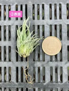 2026年最新】Tillandsia sprengelianaの人気アイテム - メルカリ