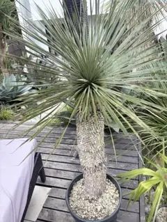 2025年最新】大きいソテツの人気アイテム - メルカリ