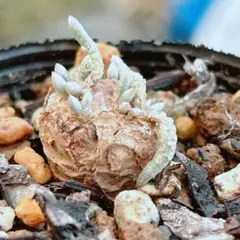 きよちゃん様 リクエスト 2点 まとめ商品