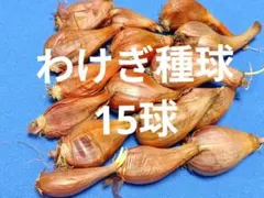 わけぎ球根15球のサムネイル