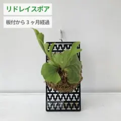 あ*あ様 【1セット限定】P.Ridleyi '斑' spore 5株セット/ビ あ*あ様 【1セット限定】P.Ridleyi '斑' spore 5株セット/ビ - メルカリ