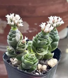 花椿　抜き苗　③