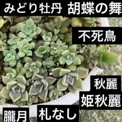 朧月　姫秋麗　みどり牡丹　不死鳥　抜き苗　カット苗　多肉植物　寄せ植え　ミックス