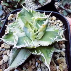 2026年最新】大白鯊 アガベの人気アイテム - メルカリ