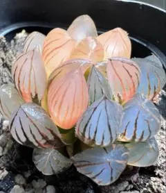 こ*り様 多肉植物　ハオルチア　霓虹燈オブツーサ錦　鮮明錦　超美品　過半糊斑