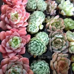 多肉植物　エケベリア★おまかせ10苗