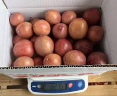 패션 프루트 1.5kg 미즈 레몬 250g