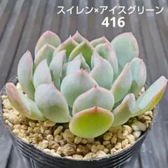 スイレン×アイスグリーン 416 エケベリア 多肉植物 抜き苗