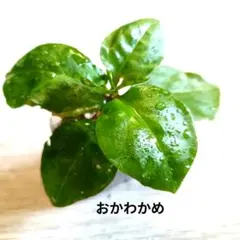おかわかめ苗#59　雲南百薬　健康野菜　美味しいグリーンカーテン　耐暑　多年草のサムネイル