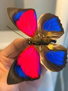 レテノールモルフォ蝶 蛾ピカソモスモルフォチョウMorpho昆虫標本