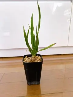 2025年最新】ドラセナドラコの人気アイテム - メルカリ