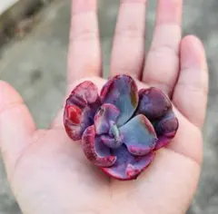 JuRiRi様 リクエスト 3点 まとめ商品　お値引き済みです